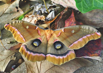 polyphemus moth graphic